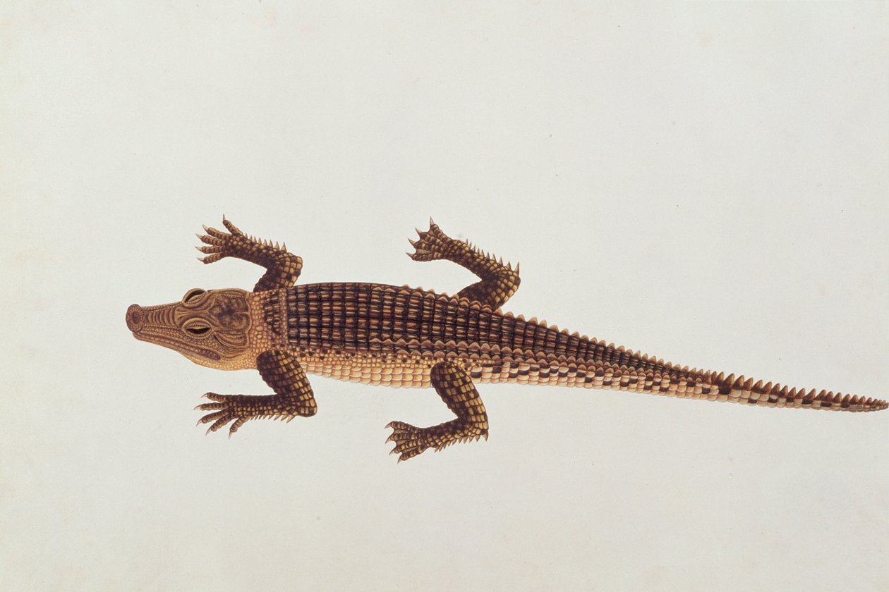 Boo-ay-ah Alligator, aus Zeichnungen von Tieren, Insekten und Reptilien aus Malakka, ca. 1805-18 von Chinese School