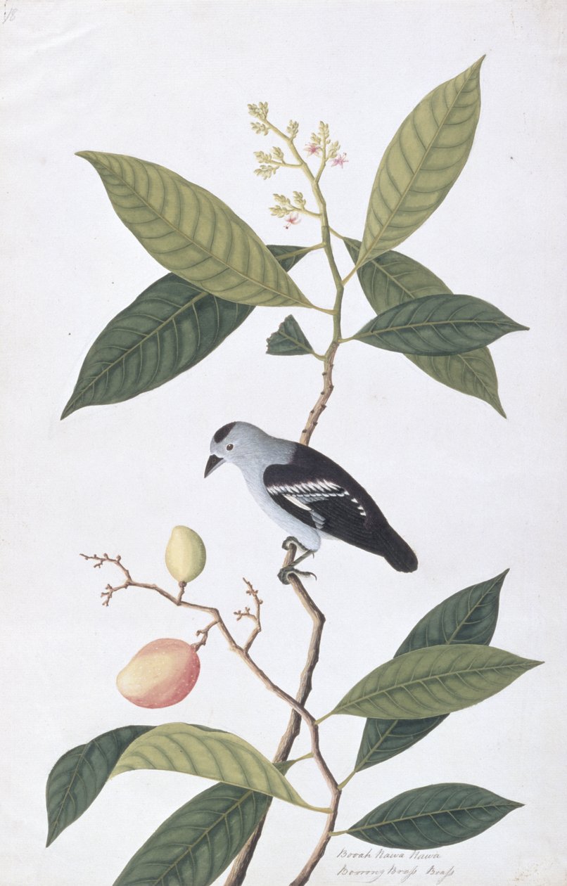 Booah Nawa Hawa, aus Zeichnungen von Vögeln aus Malakka, ca. 1805-18 von Chinese School