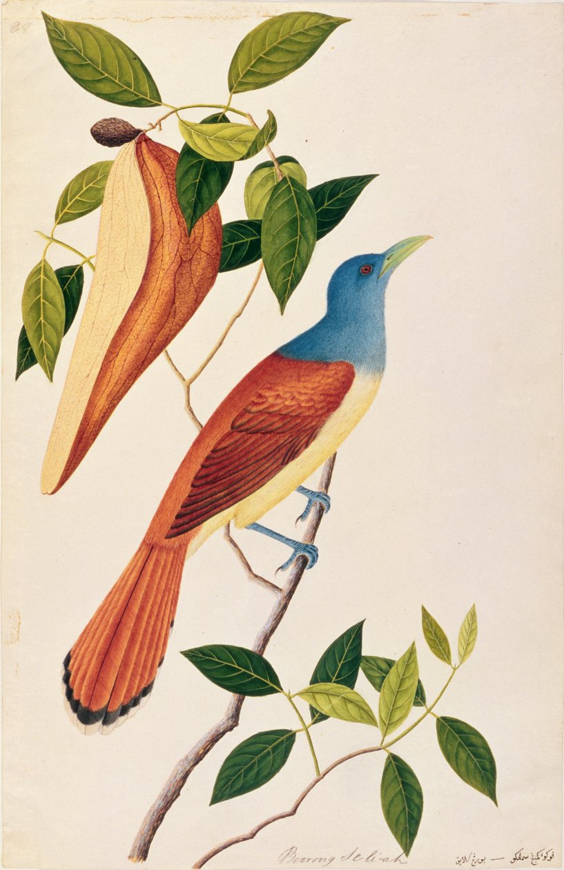 Boorong Seli-ah, aus Zeichnungen von Vögeln aus Malakka, ca. 1805-18 von Chinese School