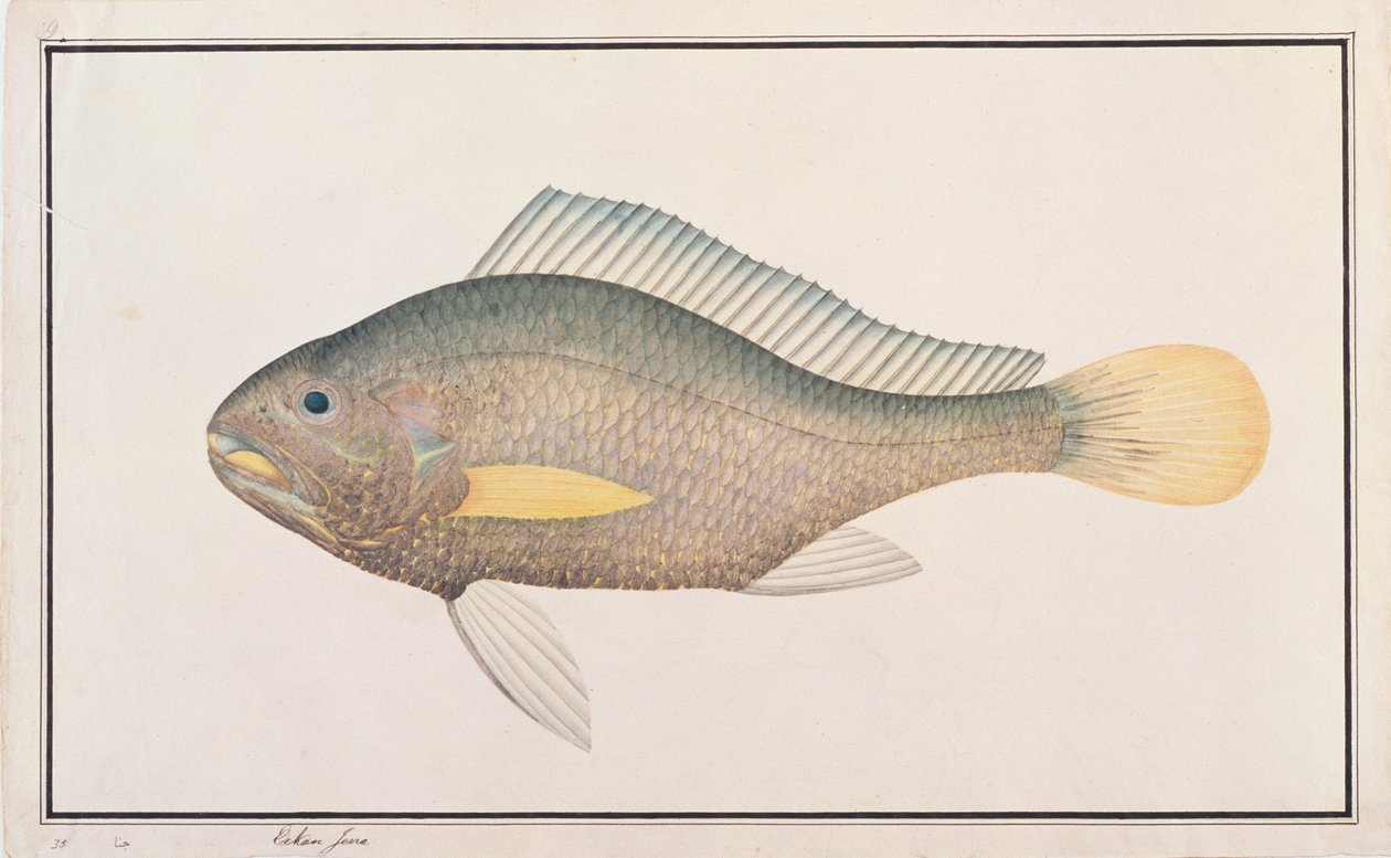 Croaker, aus Zeichnungen von Fischen aus Malakka, ca. 1805-18 von Chinese School