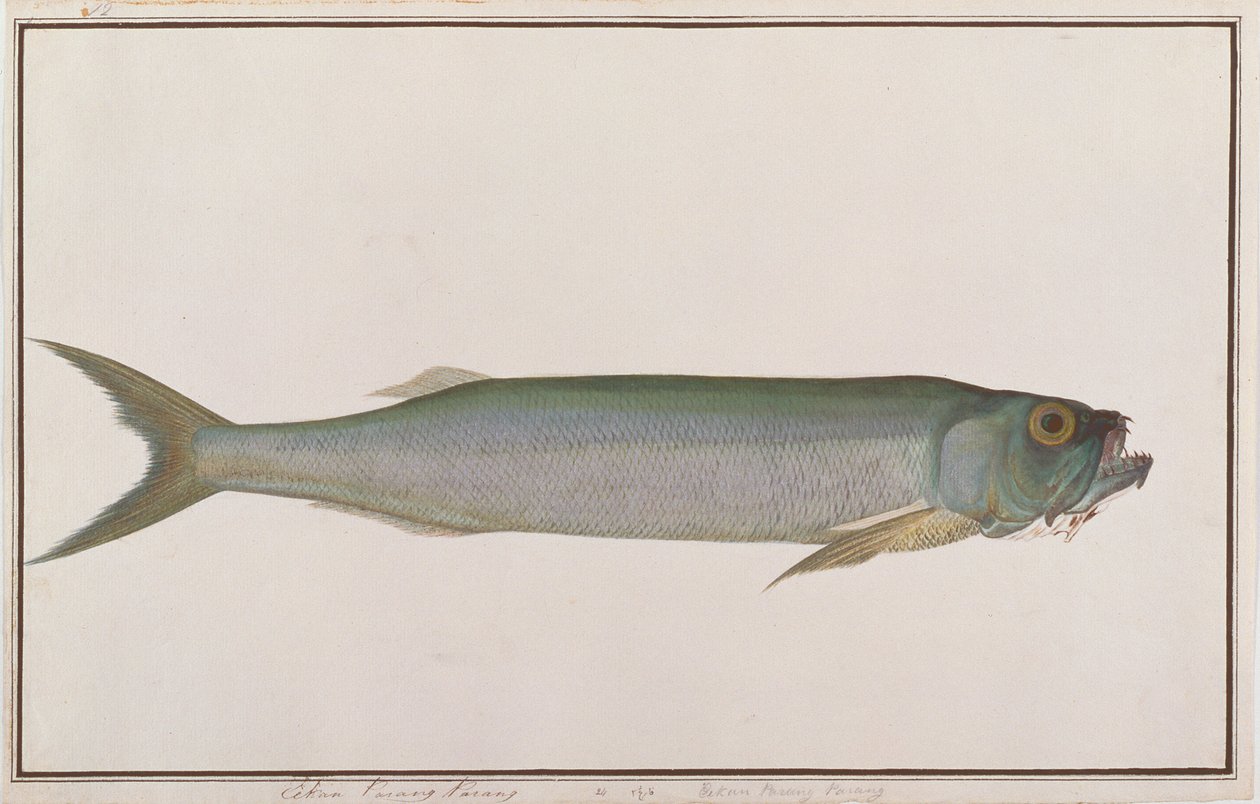 Dorab-Wolfshering, aus Zeichnungen von Fischen von Malakka, ca. 1805-18 von Chinese School