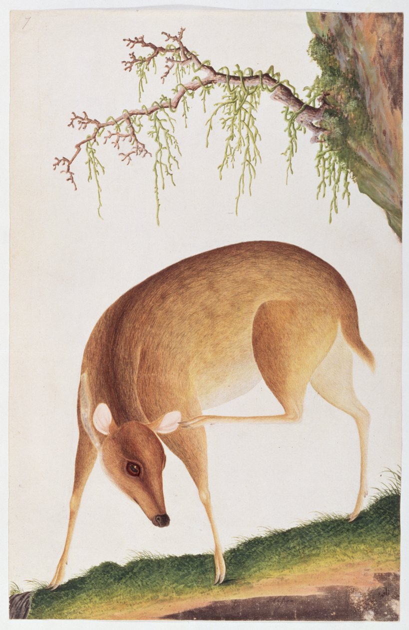 Rehkitz, aus Zeichnungen von Tieren, Insekten und Reptilien aus Malakka, ca. 1805-18 von Chinese School