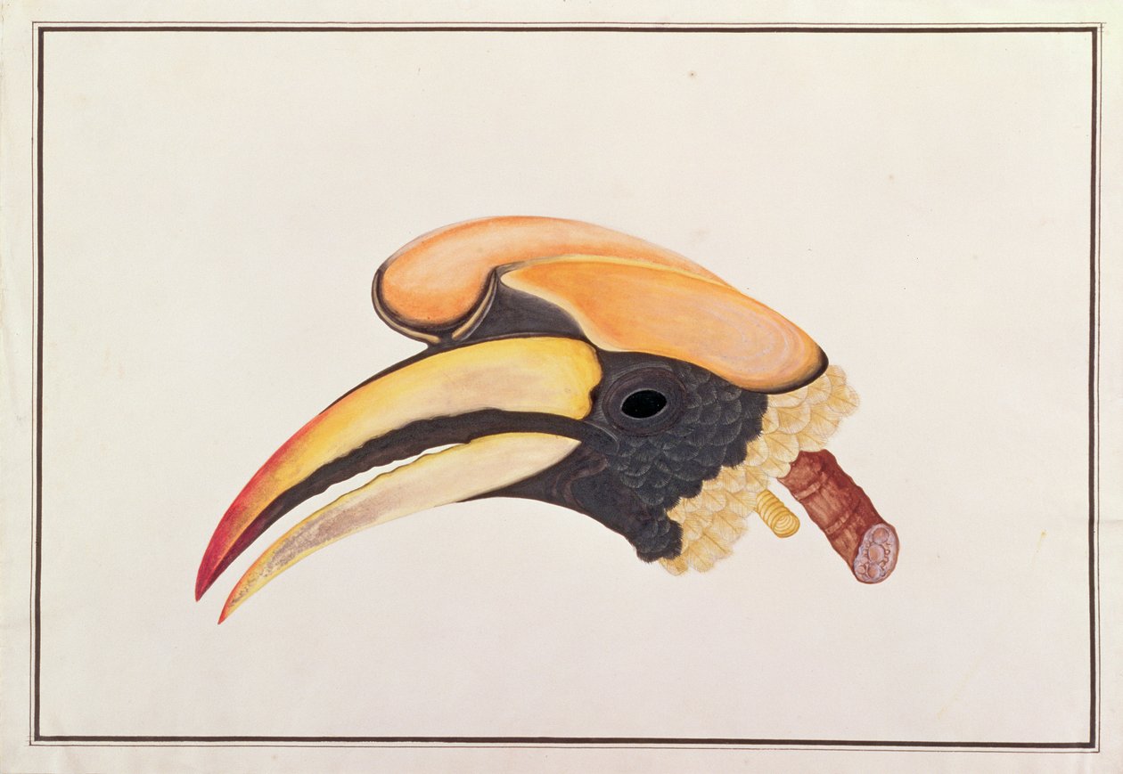 Großer Nashornvogel, aus Zeichnungen von Vögeln aus Malakka, ca. 1805-18 von Chinese School