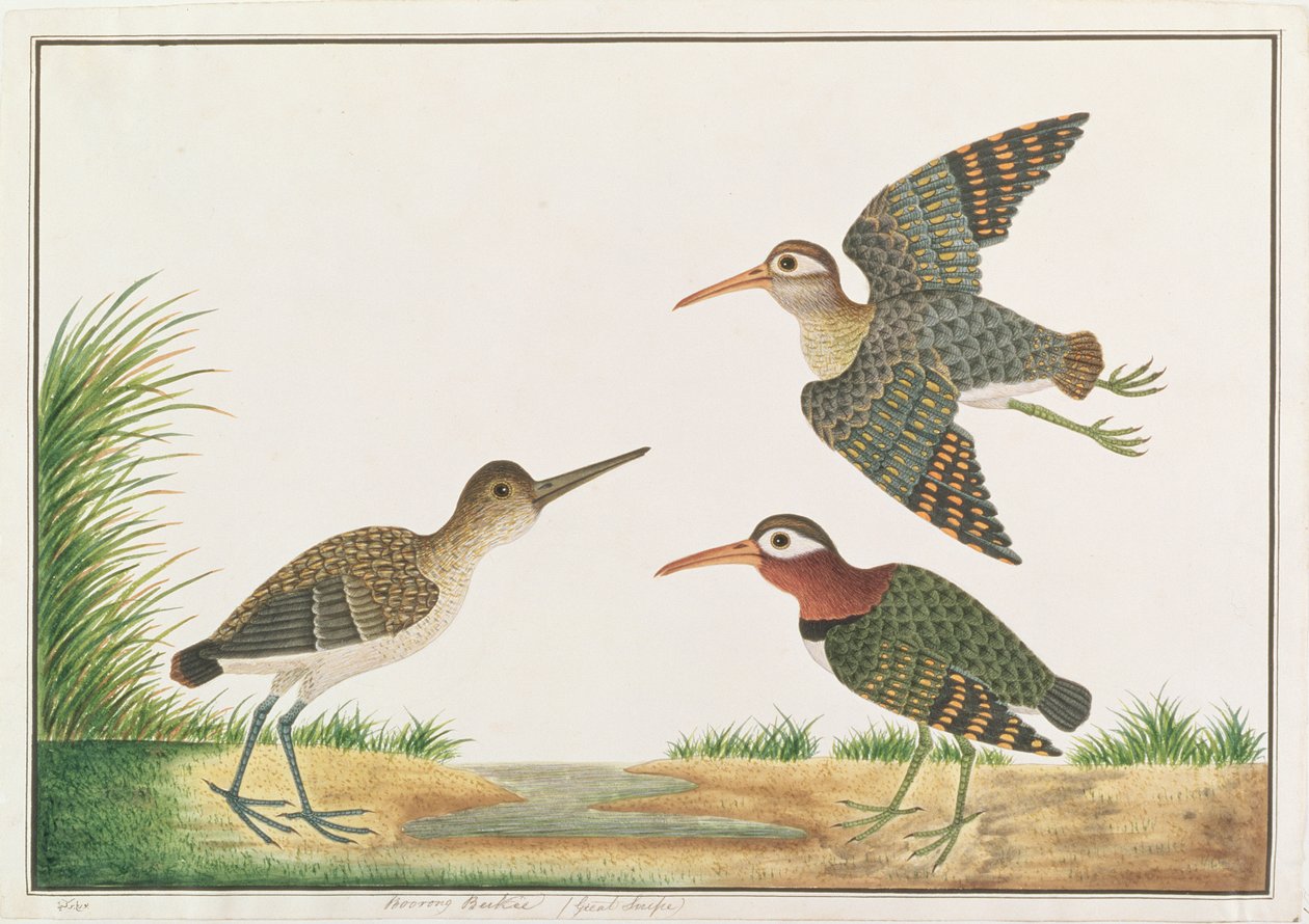 Großer Malaiensumpfläufer, aus Zeichnungen von Vögeln aus Malakka, ca. 1805-18 von Chinese School