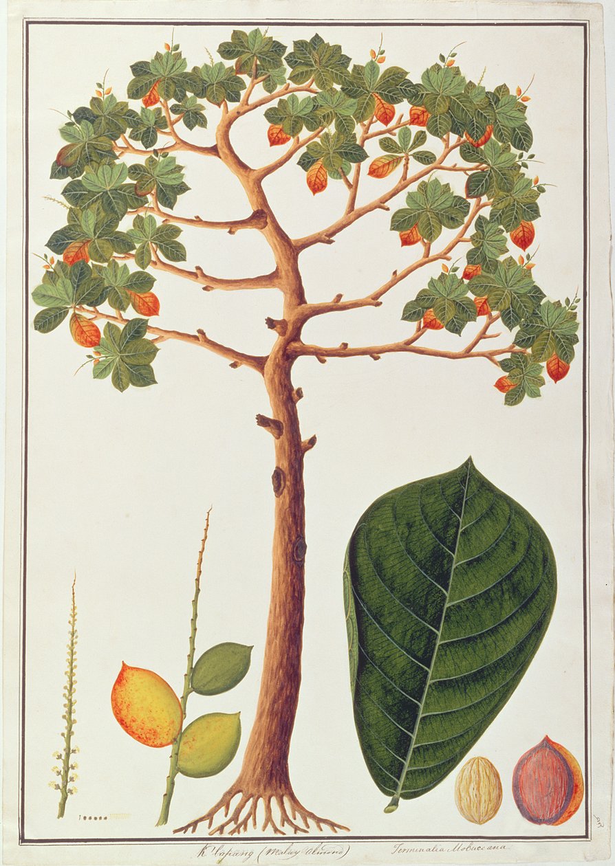 Klapang Terminalia Molucana oder Malaiische Mandel, aus Zeichnungen von Pflanzen aus Malakka von Chinese School