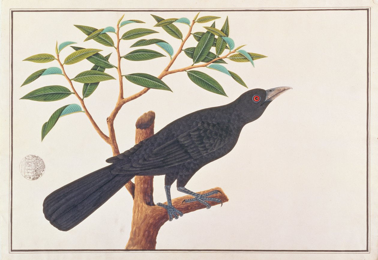 Koel, aus Zeichnungen von Vögeln aus Malakka, ca. 1805-18 von Chinese School