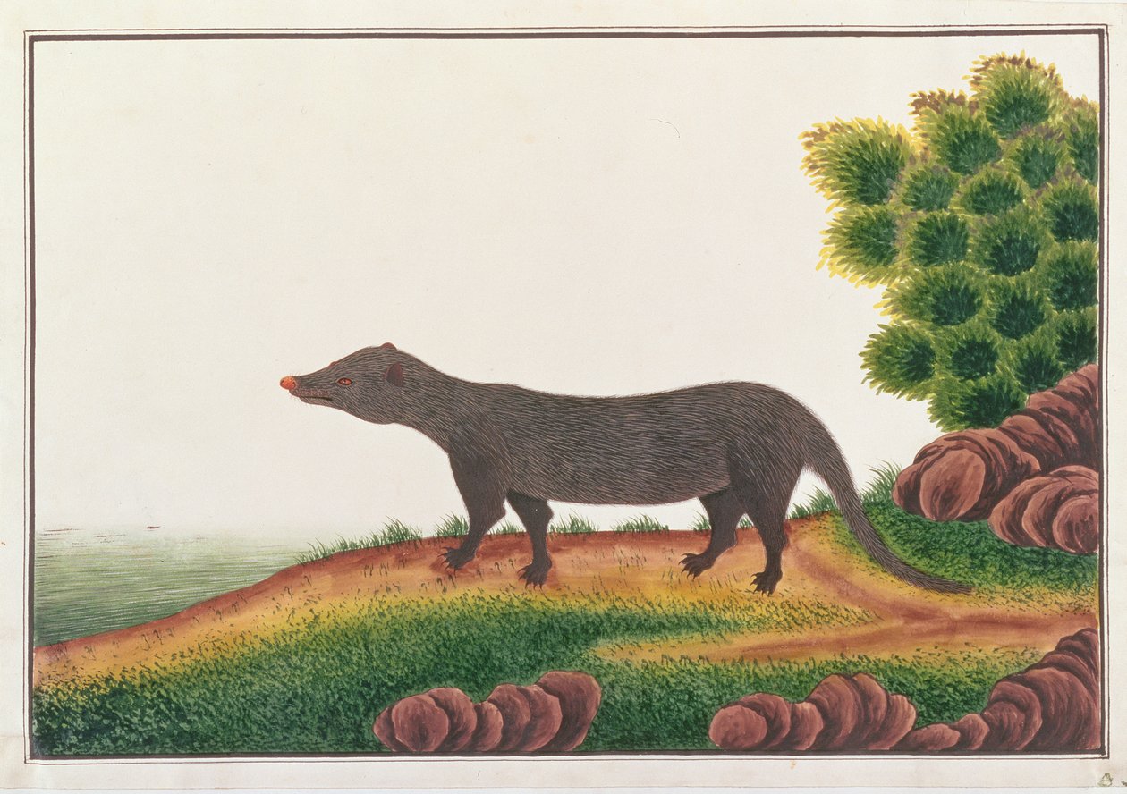 Mungo, aus Zeichnungen von Tieren, Insekten und Reptilien aus Malakka, ca. 1805-18 von Chinese School