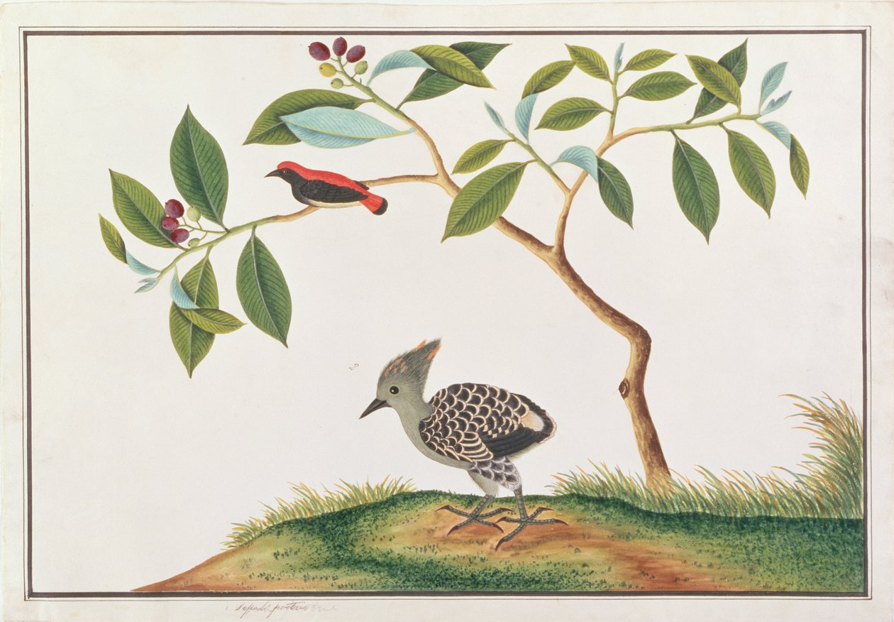 Scharlachrücken-Blütenpicker mit Grau-und-Buff-Specht, aus Zeichnungen von Vögeln aus Malakka, ca. 1805-18 von Chinese School