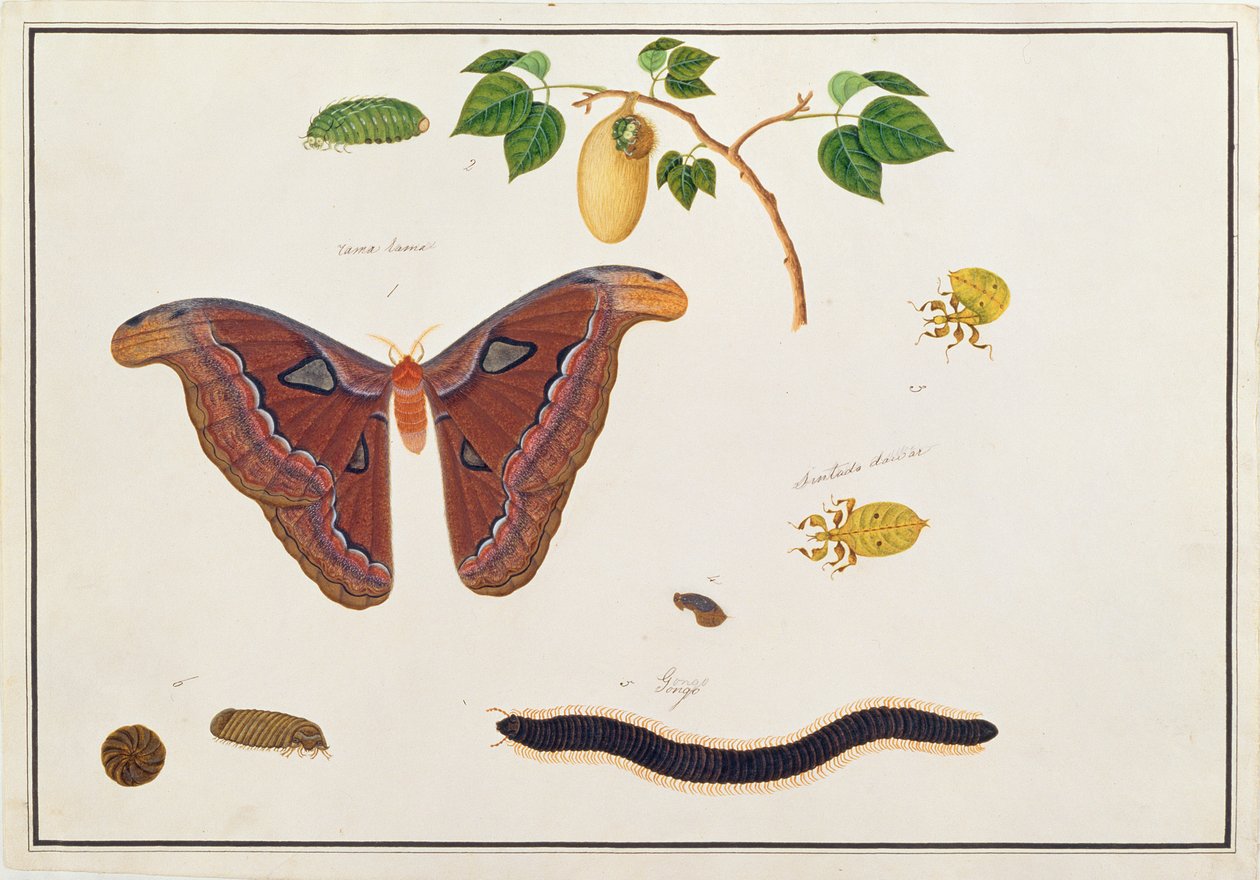 Sechs Arthropoden, aus Zeichnungen von Tieren, Insekten und Reptilien aus Malakka, ca. 1805-18 von Chinese School