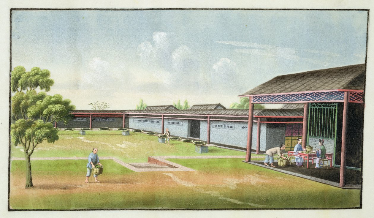 Kleine Blätter zum Trocknen sortieren von Chinese School