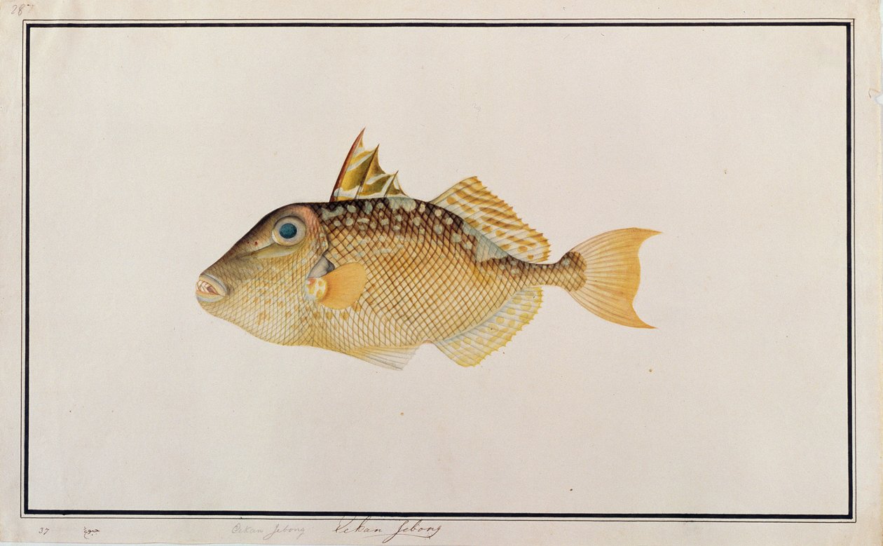 Sternen-Drückerfisch, aus Zeichnungen von Fischen von Malakka, ca. 1805-18 von Chinese School