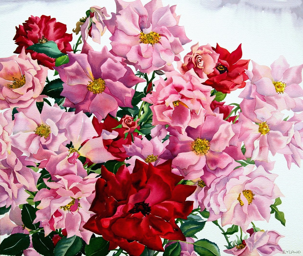 Rote und rosa Rosen, 2008 von Christopher Ryland