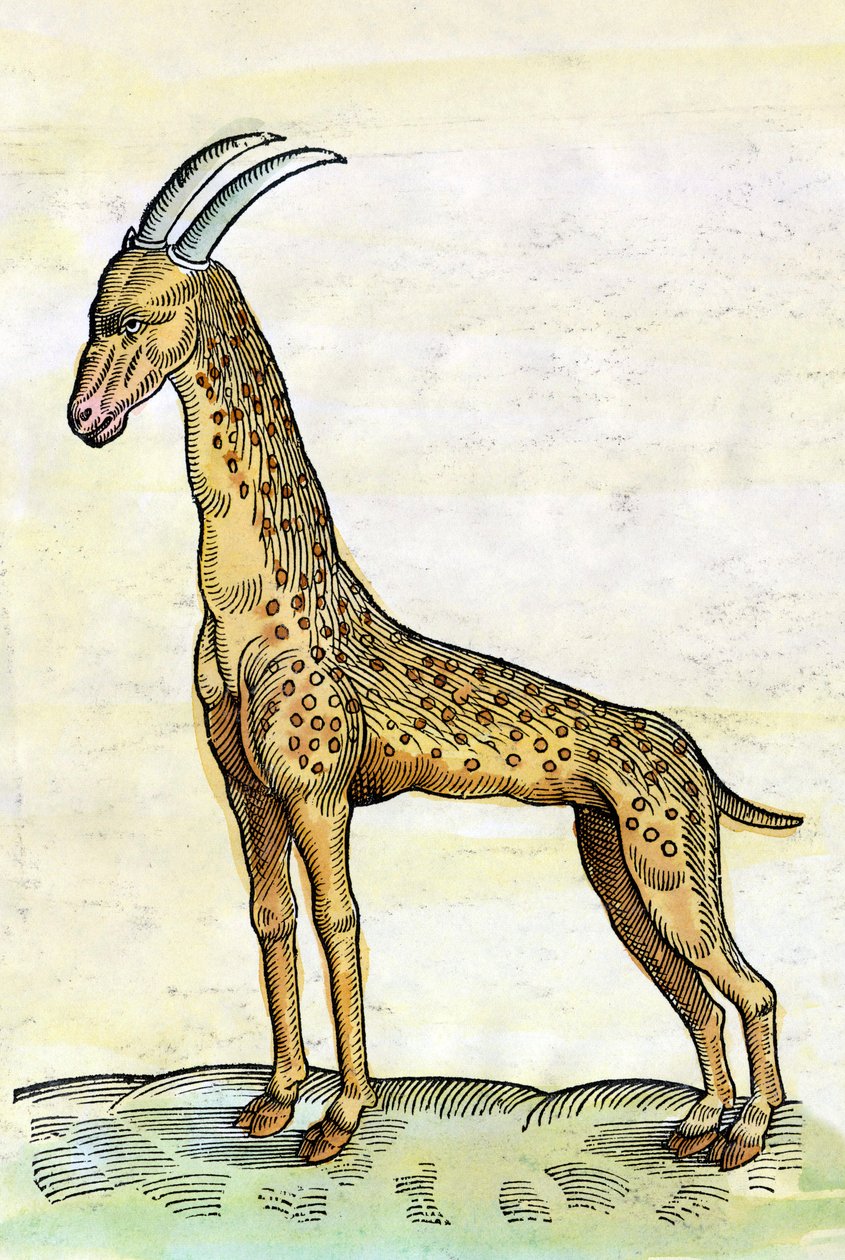 Die Giraffe. in Historia Animalium von Conrad Gesner (1516 - 1565) (Miniatur) von Conrad Gessner