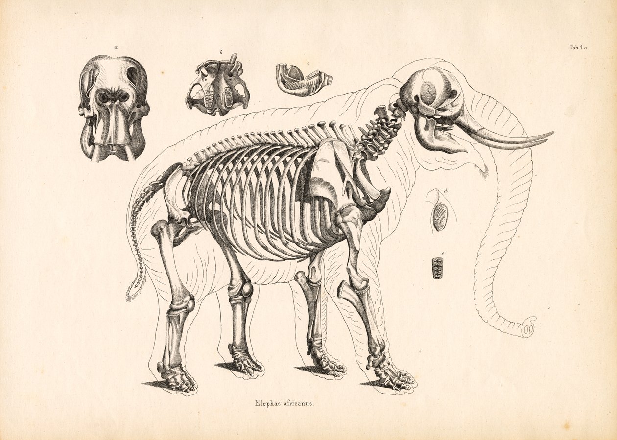 Skelettanatomie des Afrikanischen Elefanten von Conrad Kull