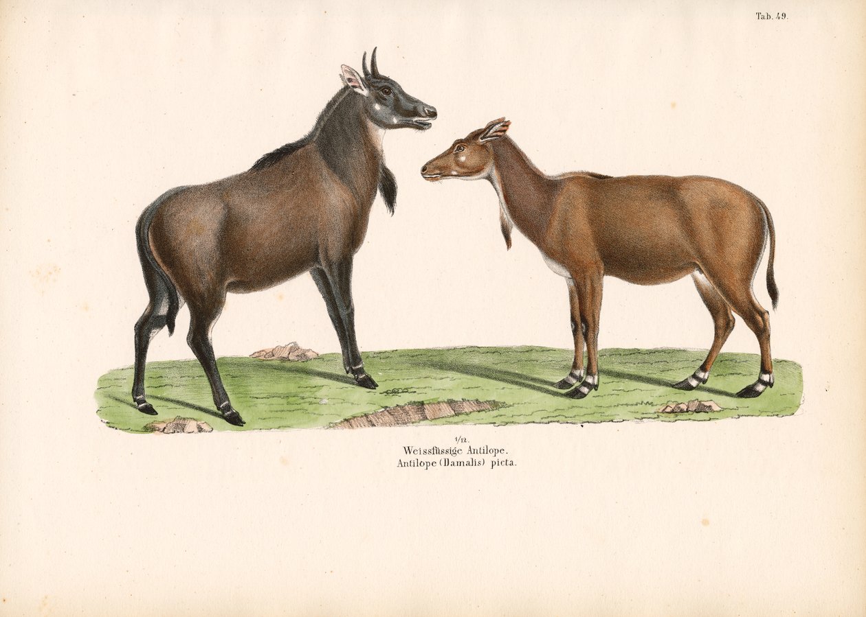 Bontebok oder Blesbok von Conrad Kull