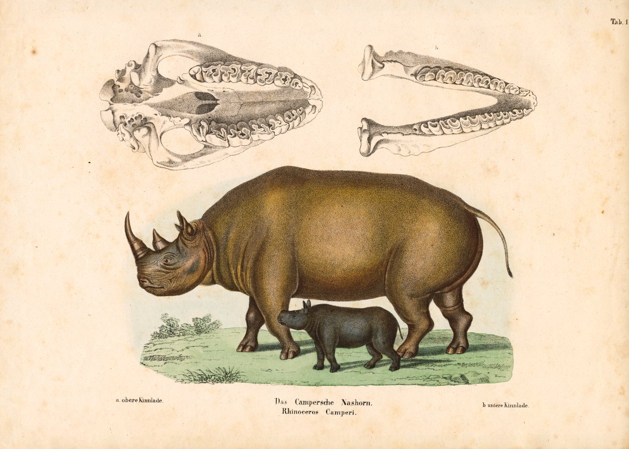 Campers Nashorn mit Kalb und Schädelrepräsentationen von Conrad Kull