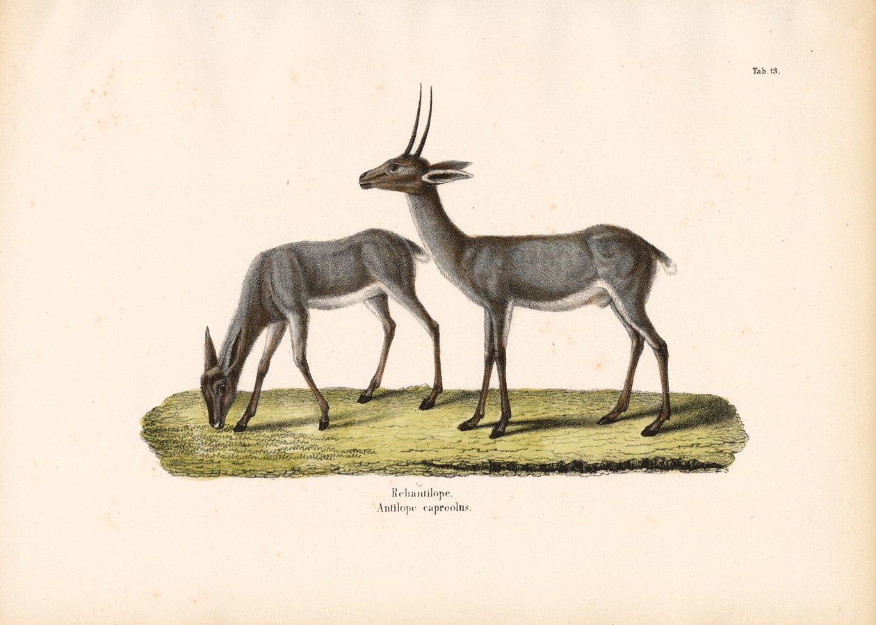 Grauer Riedbock von Conrad Kull