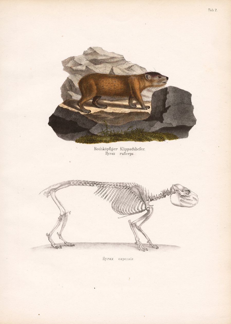Rotkopf-Klippschliefer und Kap-Klippschliefer-Skelett von Conrad Kull