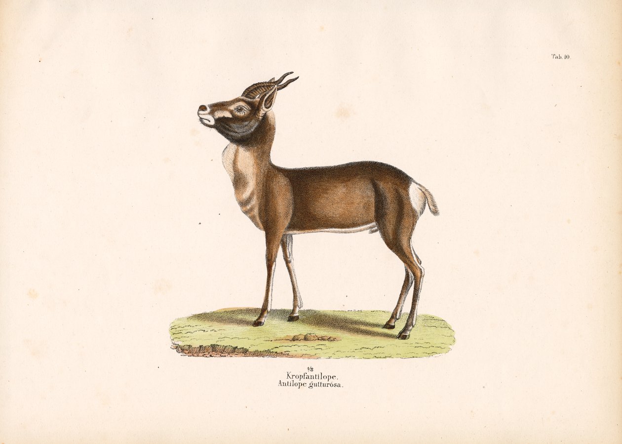 Springbock von Conrad Kull