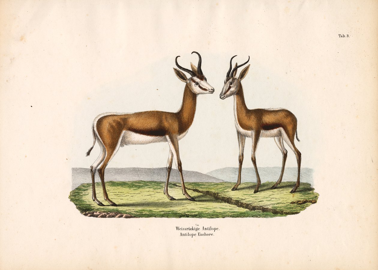 Weißrückenantilope als Paar von Conrad Kull