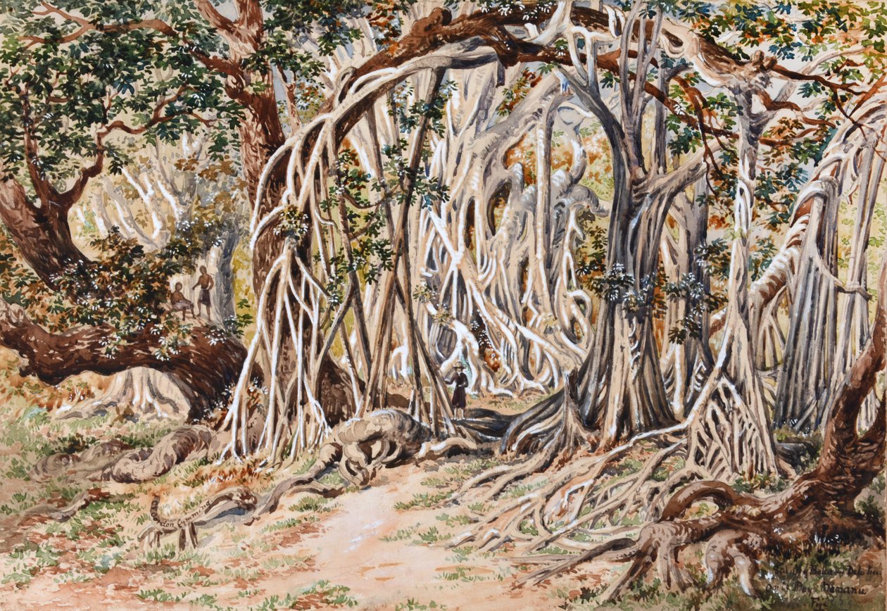 Studie des Baka Delo Baums, Anie Bay, Nananu, Fidschi von Constance Frederica Gordon Cumming