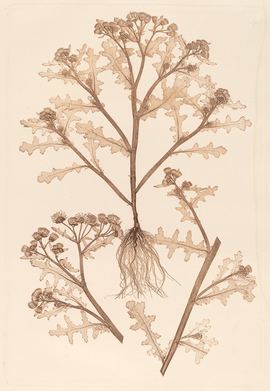 Klebriger Greiskraut von Constetin von Ettinghausen and Alois Pokorny