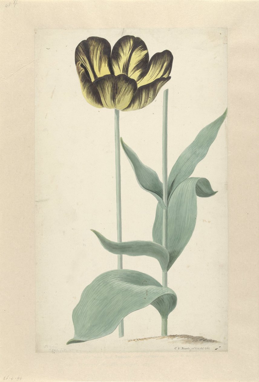 Die Tulpe Bizard Catafalque von Cornelis van Noorde