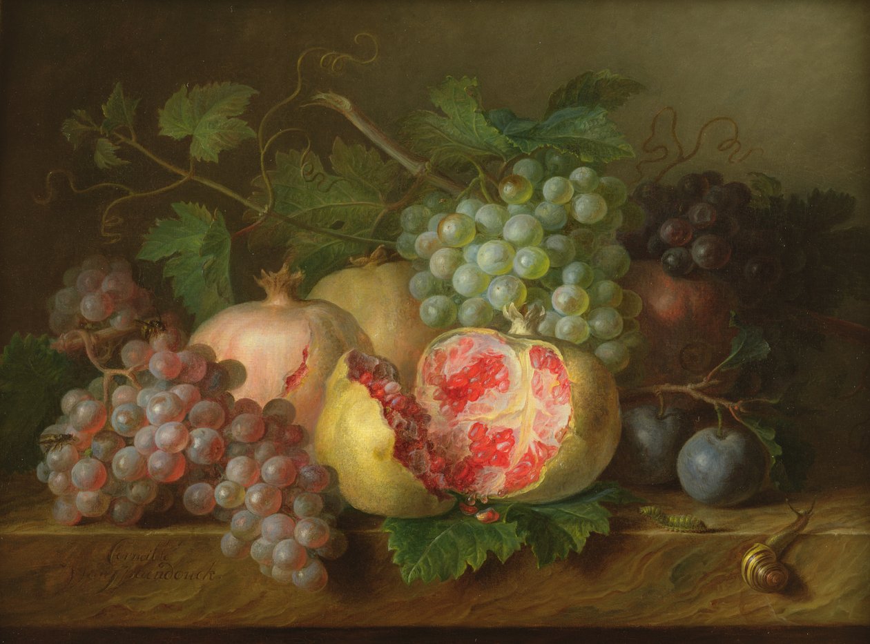 Stillleben mit Granatäpfeln, Trauben und Pflaumen auf einer Marmorkante von Cornelis van Spaendonck