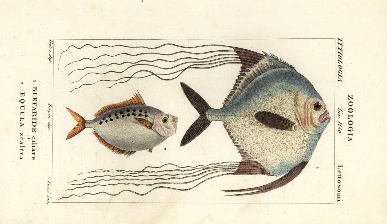Afrikanischer Pompano, Alectis ciliaris, Blepharis ciliaris, Blefaride ciliare 1 und Ponyfisch, Poulain ruse, Leiognathus equulus 2 von Corsi Corsi