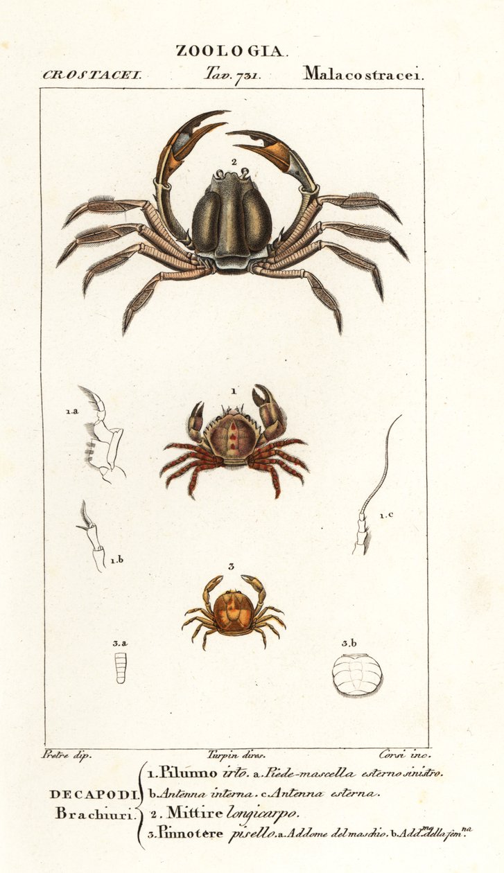 Borstenkrabbe, Pilumnus hirtellus 1, hellblaue Soldatenkrabbe, Mictyris longicarpus 2, Erbsenkrabbe, Pinnotheres pisum 3 von Corsi Corsi