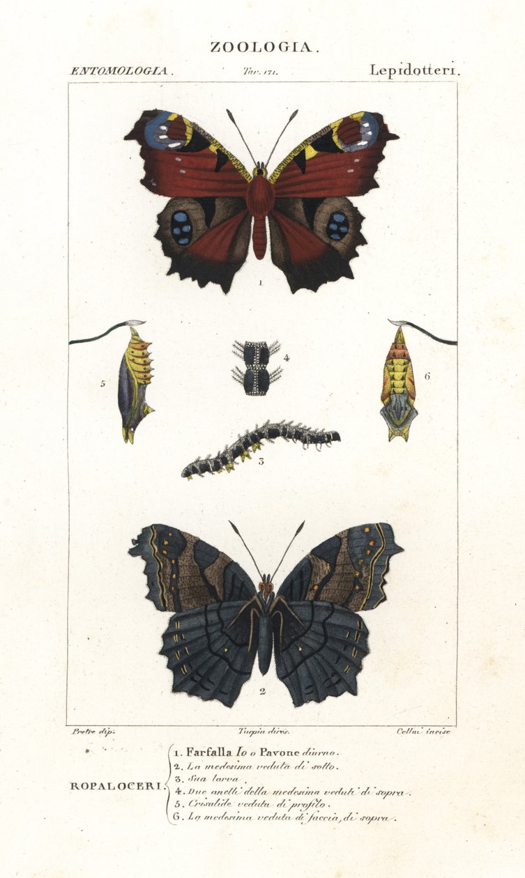 Tagpfauenauge, Aglais io von Corsi Corsi