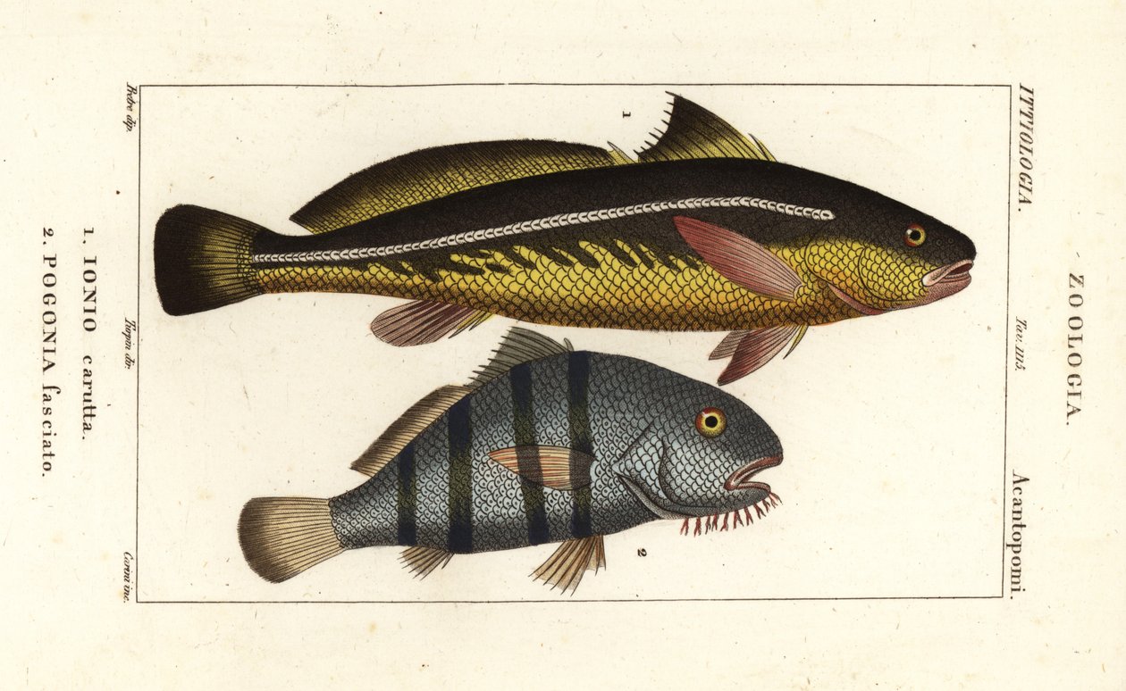 Karut-Krokodilfisch, Johnius carutta, Ionio carutta 1 und Schwarzer Trommler, Pogonias cromis, Pogonias fasciatus, Pogonia fasciato 2 von Corsi Corsi