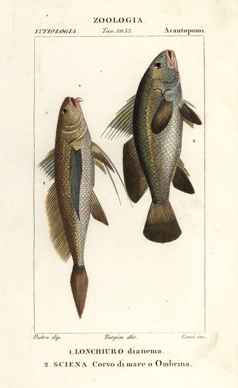 Langschwanz-Kroaker, Lonchurus lanceolatus und Maigre, Kroaker, Steinbarsch, Schattenfisch, Argyrosomus regius von Corsi Corsi