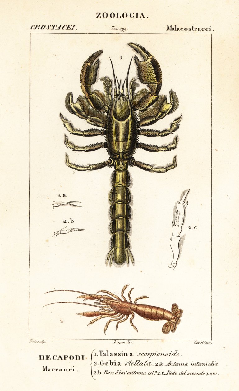 Schlammlobster und Schlammschrimp von Corsi Corsi