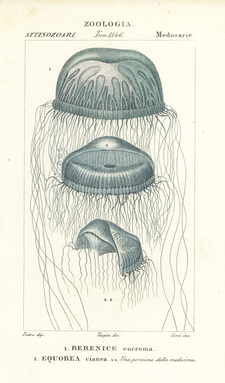 Nacktaugenqualle, Berenix euchroma 1 und Kristallqualle, Aequorea cyanea 2 von Corsi Corsi