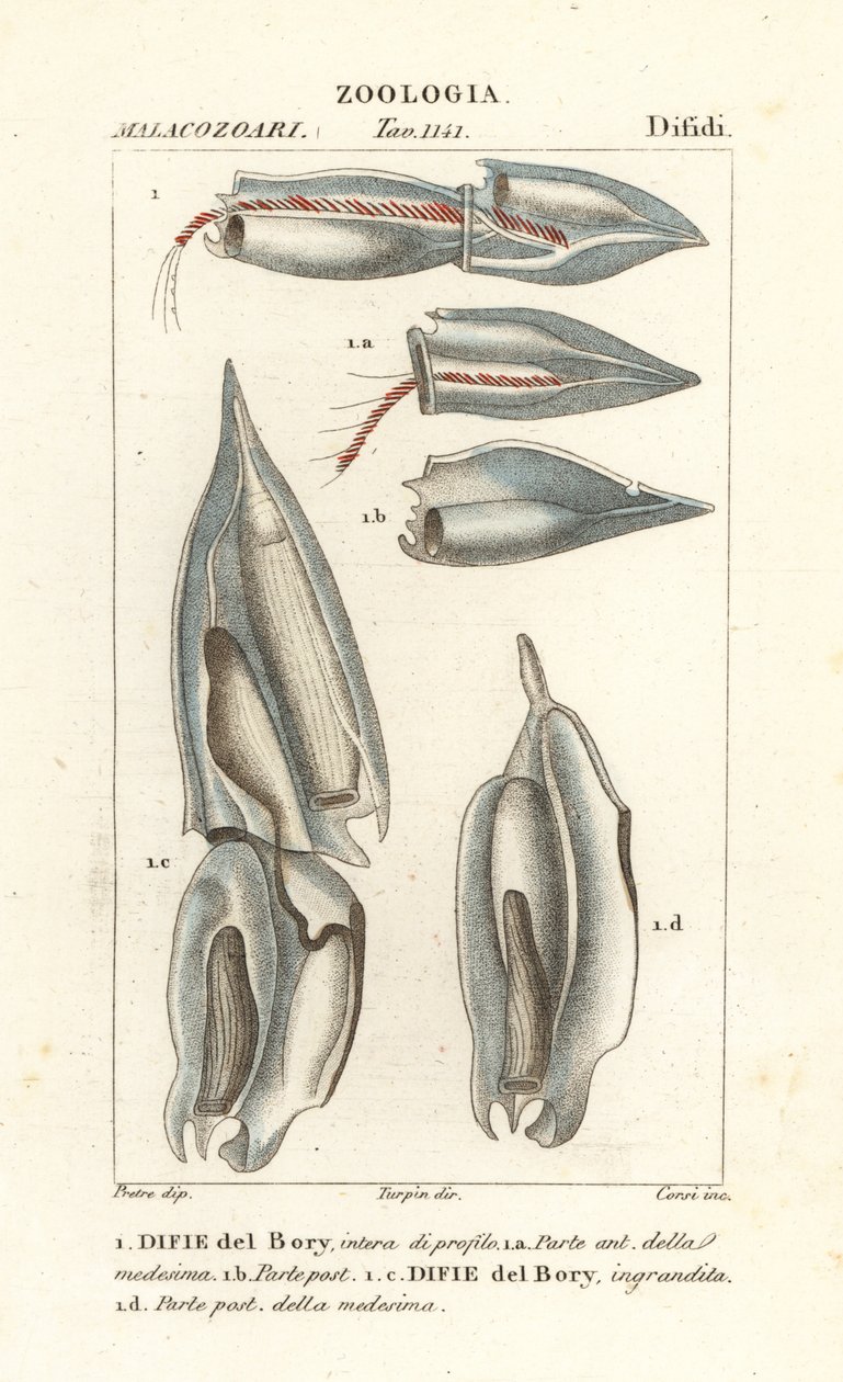 Siphonophoren, Diphyes dispar, Diphyes boryi, Difie del Bory von Corsi Corsi