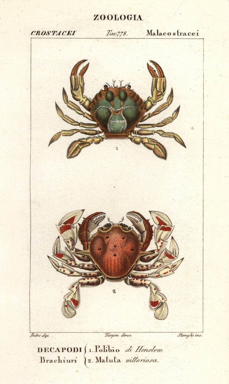 Schwimmkrabbe und Mondkrabbe von Corsi Corsi