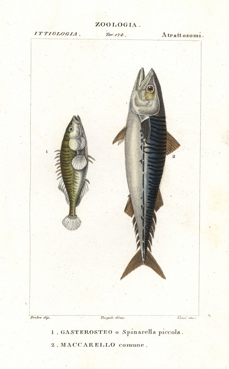Dreistachliger Stichling und Atlantischer Makrele von Corsi Corsi