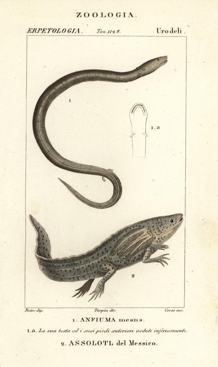Zweizehiger Amphiuma, Amphiuma means, Anfiuma means 1, und kritisch gefährdeter Axolotl oder Mexikanischer Schwanzlurch, Ambystoma mexicanum, Assolotl del Messico 2 von Corsi Corsi