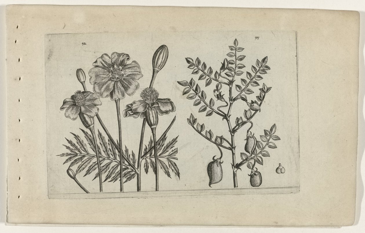Tagetes und Kichererbse von Crispijn van de Passe (I) (attributed to)