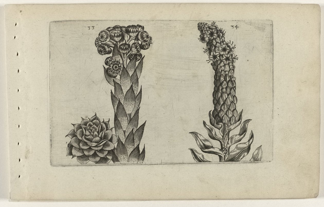 Donnerblatt und Königskerze von Crispijn van de Passe (I) (attributed to)