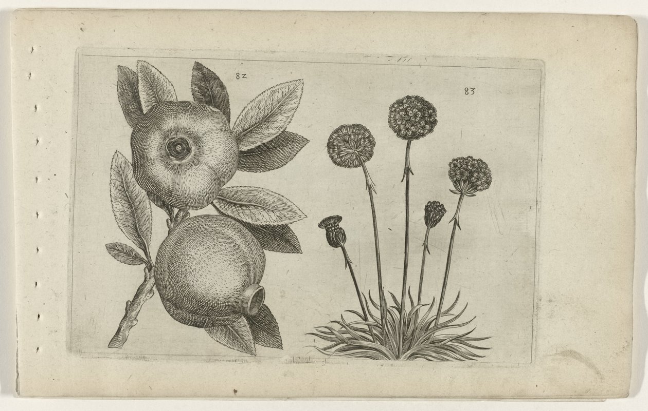 Granatapfel und Englisches Gras von Crispijn van de Passe (I) (attributed to)