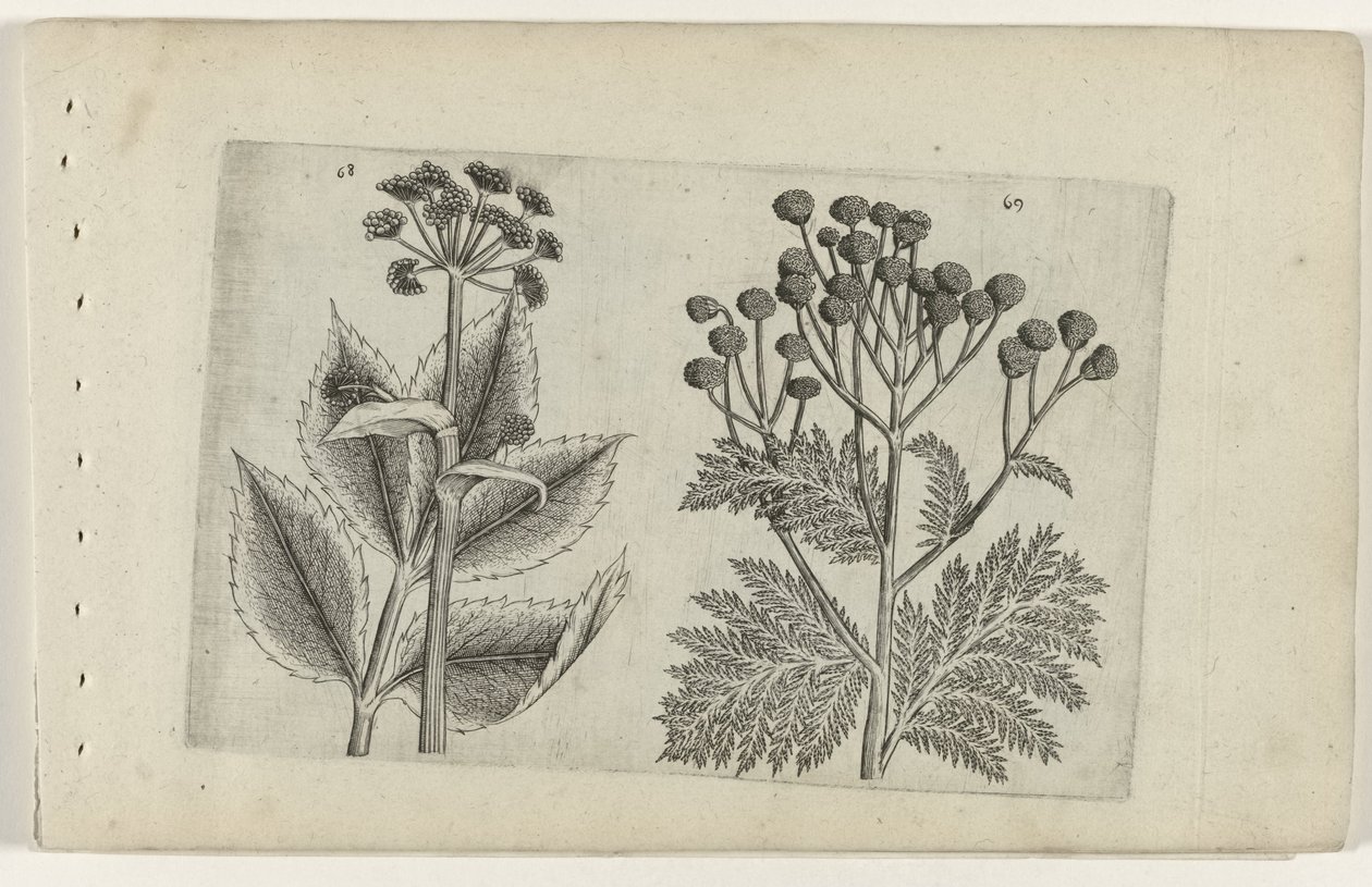 Hirschwurz und Rainfarn von Crispijn van de Passe (I) (attributed to)