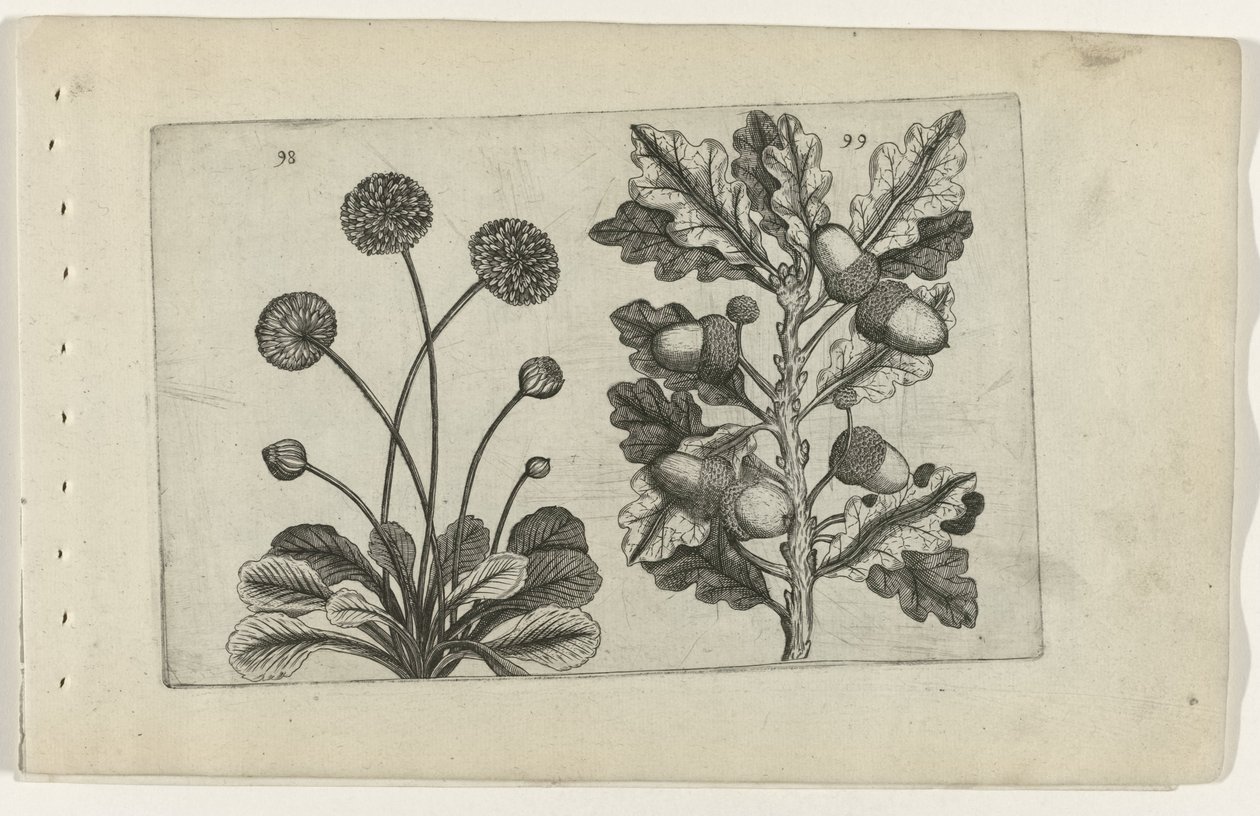 Gänseblümchen und Sommereiche von Crispijn van de Passe (I) (attributed to)