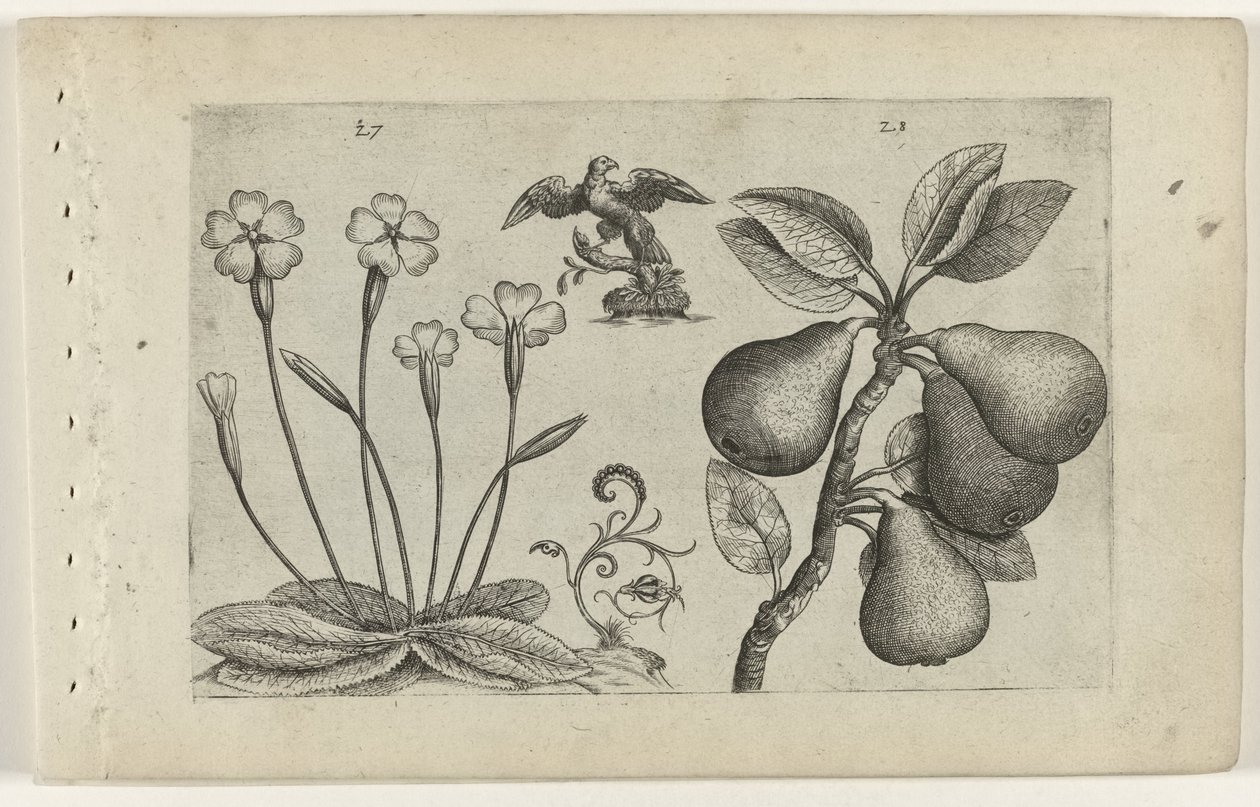 Schlüsselblume und Birne von Crispijn van de Passe (I) (attributed to)
