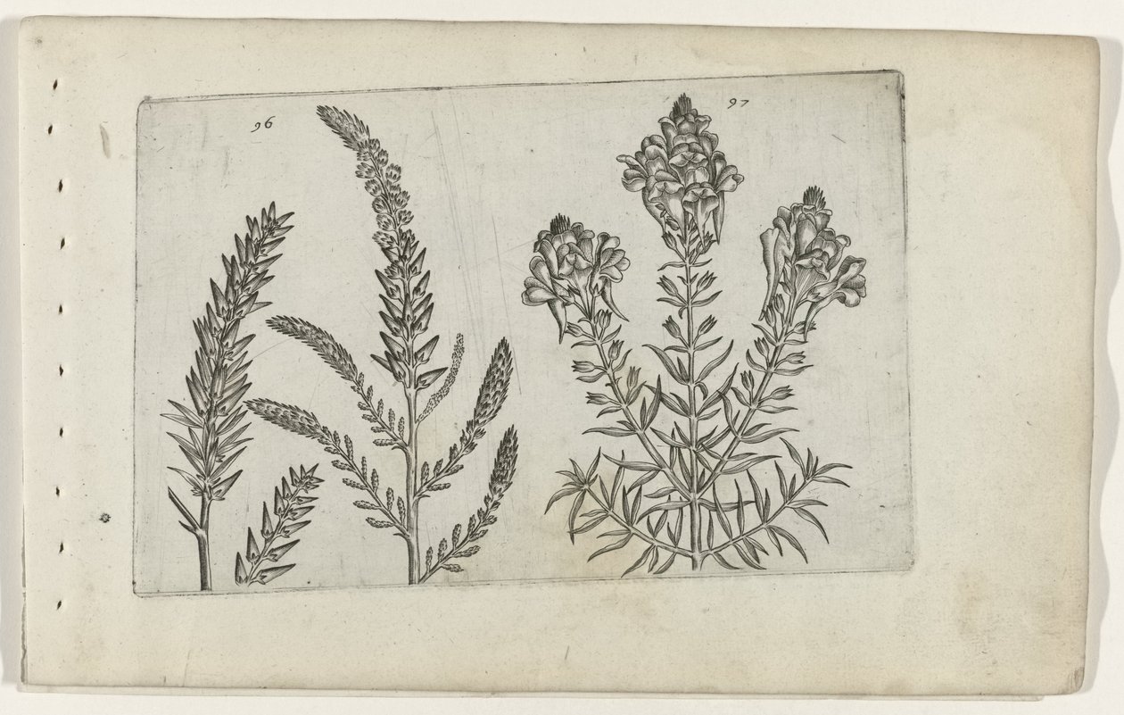 Tamariske und Leinkraut von Crispijn van de Passe (I) (attributed to)