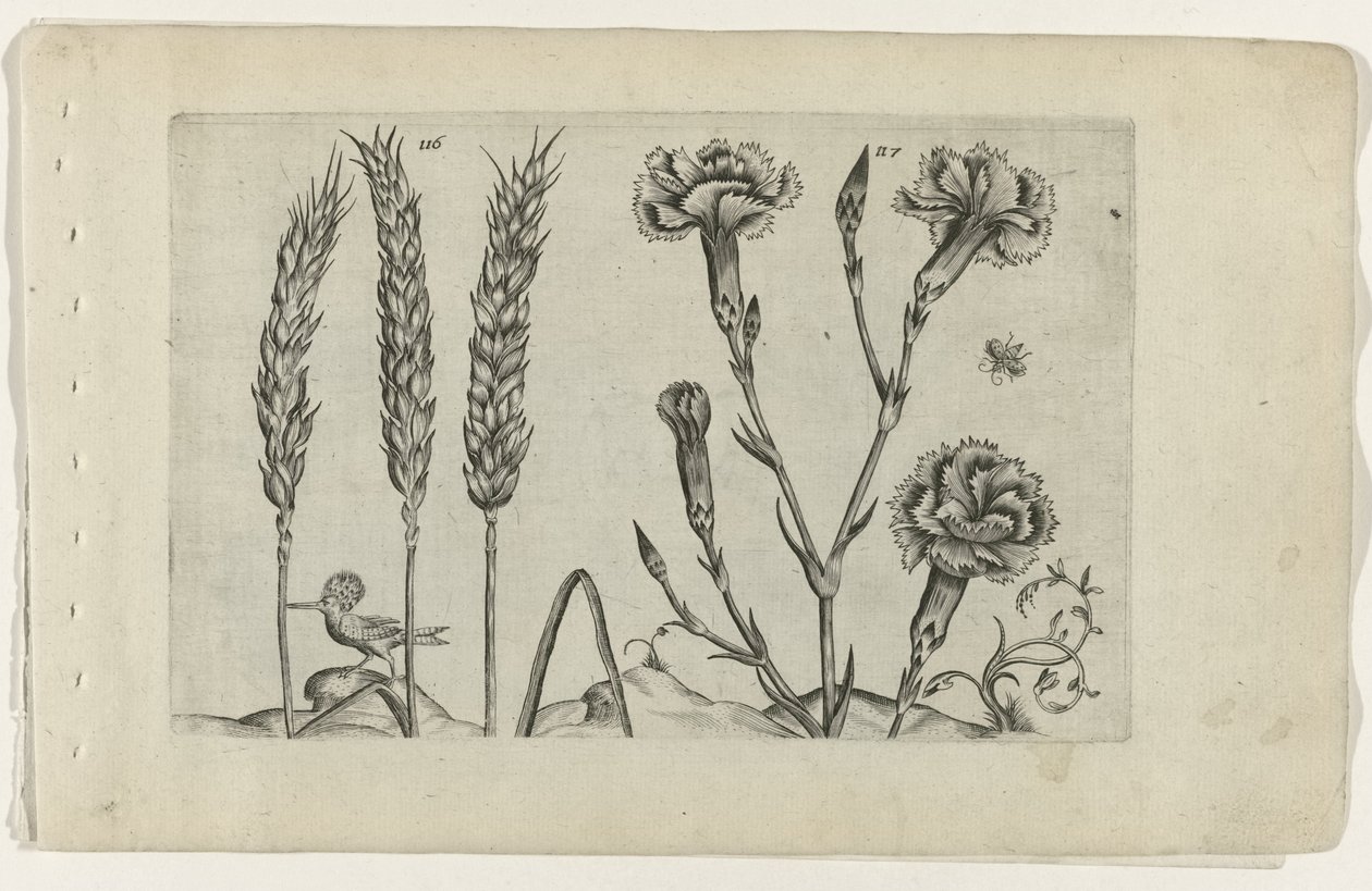 Weizen und Nelke von Crispijn van de Passe (I) (attributed to)