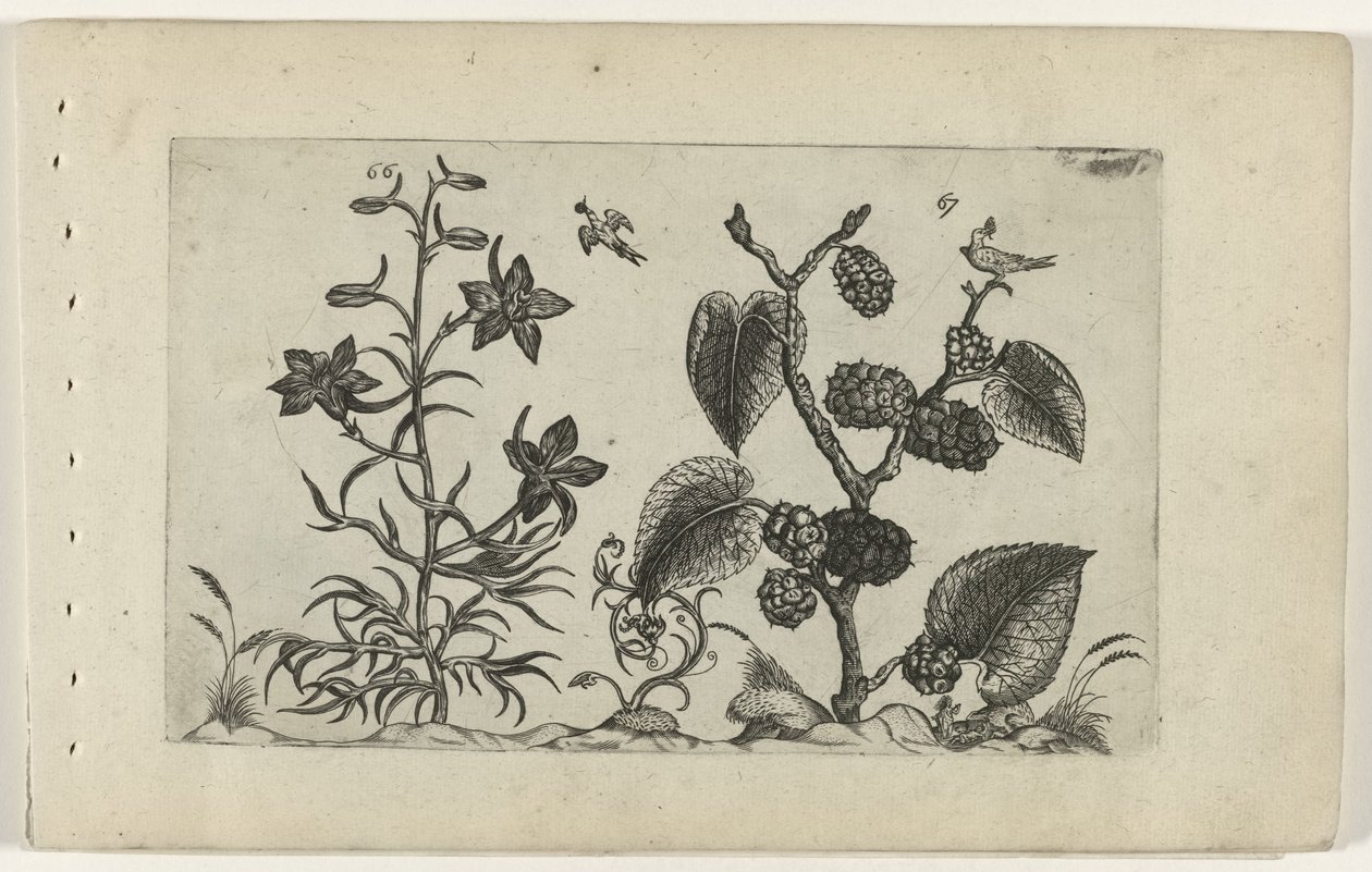 Wilde Rittersporn und schwarze Maulbeere von Crispijn van de Passe (I) (attributed to)