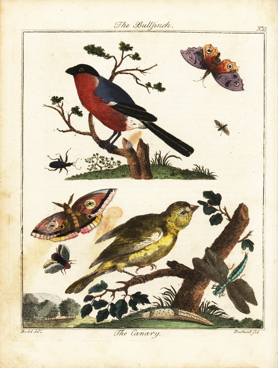 Gimpel, Kanarienvogel, Schmetterling, Motte usw. 1792 (Gravur) von Daniel (after) Dodd