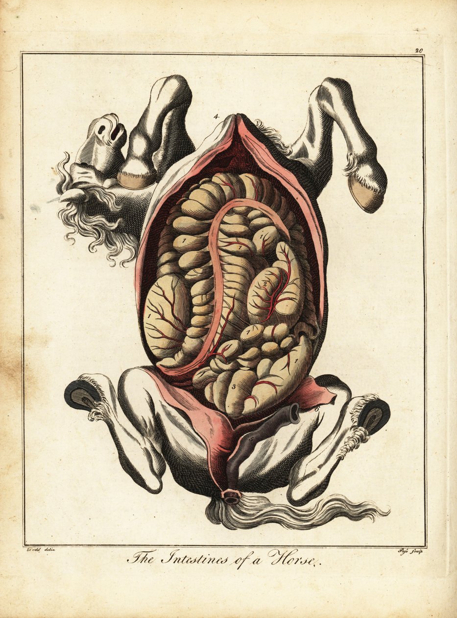Die Eingeweide eines Pferdes. 1792 von Daniel (after) Dodd
